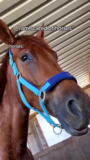 Horse Information on Instagram: "Love Horse🐴😘 Use code "HORSE10" to get discount -10% your order. 💥 𝗦𝗛𝗢𝗣 𝗡𝗢𝗪 🔥𝗟𝗜𝗡𝗞 𝗜𝗡 𝗠𝗬 𝗕𝗜𝗢 👆🏻 Fast 𝗦𝗵𝗶𝗽𝗽𝗶𝗻𝗴 ✈️⁠ 🛍 Easy to order 🎁 Best gift for horse lovers . . Credit: on TT ––– ––– ––– . . . . HASHTAGS . #horse #horses #horsesofinstagram #equestrian #paarden #pferd #beautifulhorse #andalusian #andalusianhorse #cavalli #konie #horselover #horsesofthedayy #horsey #famoushorse #spanishhorse #equine #lusitano #equestrianlife #foal