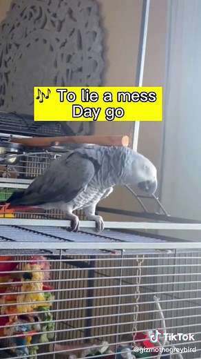 Gizmo The Grey Bird on TikTok