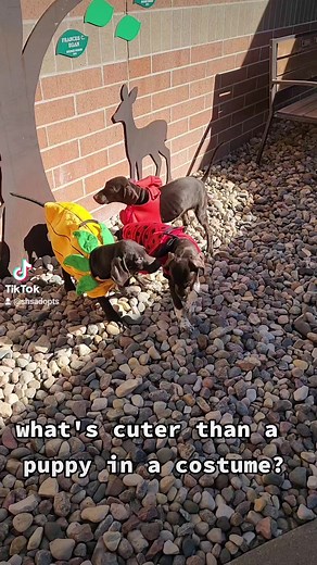 7.9K views · 130 reactions | We have some pups looking for a spooky good time right now! These German Shorthaired Pointer pups are all ready for the tricks and treats this Halloween season. Come down and find your new boo! | Siouxland Humane Society | Facebook