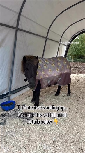It’s Tuesday and we need help — urgently. We still have $2,170 owing on Truffles’ vet bill, and the loan covering it carries a 21% annual interest rate, meaning the amount continues to grow the longer it remains unpaid. This bill started at $3,700, and thanks to generous donors we made a big dent in December — but now we need to clear the rest. Truffles was saved after being taken back from a free lease situation when a serious colic would have ended his life without proper diagnosis. He was tre