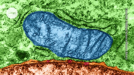 Mitochondria can spawn new ‘organelles’ — hinting at how modern cells evolved