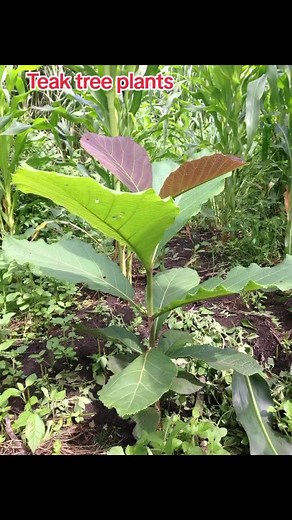 Teak Tree Farming and Planting Guide