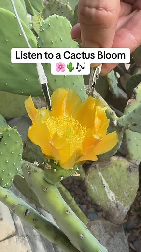 🌸 Experience the enchanting music of the nopal cactus flower with PlantWave! 🎶 Watch as this vibrant bloom’s electrical signals are translated into beautiful music. Did you know the nopal cactus, also known as the prickly pear, has been used for centuries in traditional medicine and cuisine? Its flowers are not only stunning but also symbolize resilience and beauty in harsh environments. Tune in to hear the nopal cactus flower’s melody and uncover the secrets of this amazing plant! 🌸🎵 #nopal