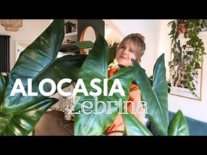 How to grow a HUGE Alocasia Zebrina 🌱 Care Guide and Tips 💚