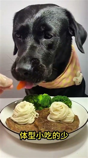 The love for these cute puppies grows day by day #dog #pet #cutedog #puppy #puppylove #cuteanimal