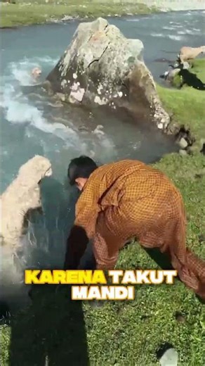 THE PROCESS OF BATHING THIS GOAT IS VERY EASY AND NOT HASSLE-FREE