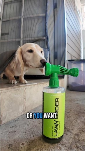 Commercial deodorizer for dog pee and poop