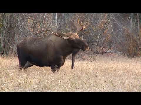Moose Hunting