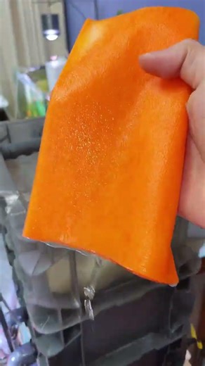 Using Color Absorbing Sheets to Preserve Yellow Water in Fish Tanks #aquaticinvertebrates #snailfish