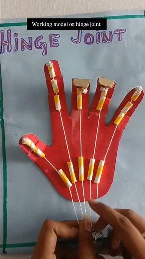 Presenting project on the Hinge Joint —one of the most important types of joints in the human body.