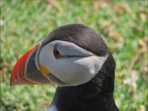 baby mozart remake sneek peek