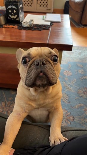 HR is not tolerating aggressive behavior. 🤣 . . . TikTok/@busterblife #frenchbulldog #dogs #frenchie #frenchielife #frenchiegram #frenchiefun #dailyfrenchie #fblifestyle | The French Bulldog