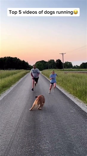 Top 5 Dog Fails While Running 😂🐶