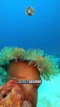 156. Pez payaso #pezpayaso #biologiamarina #simbiosis #oceanos #curiosidadesanimales