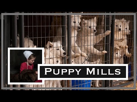Amish Puppy Mills