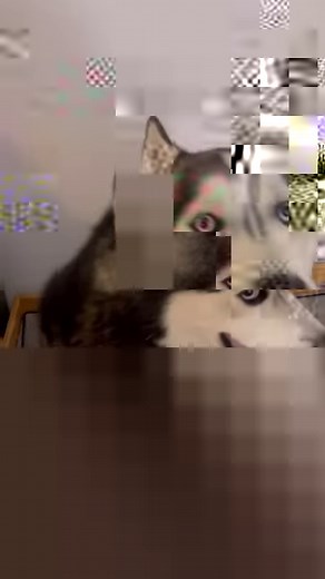 Moon attempts to break the World Record for Longest Dog Howl | The Husky Moon