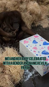 If you weren't able to attend the gender and name reveal party for our orangutan baby, here's a recap! | Cameron Park Zoo