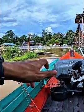 Fishing for Baung catfish using Kucur bait on the Kahayan River #baungfishing