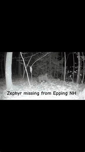 Little mini Aussie who was missing for 18 days in Epping NH. | Granite State Dog Recovery