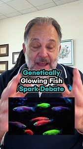 Genetically Glowing Fish Spark Debate Glow fish are real - they glow thanks to a jellyfish gene. Scientists even made glowing pink angelfish. Not for everyone, but kids love them. Comment below if you're fascinated by the science of genetically modified glow fish and want to learn more about unique aquatic species. #GlowFish #GeneticEngineering #AquariumHobby | DrTims Aquatics