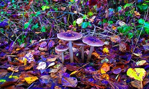 Leading psilocybin experts have curated a playlist for you to trip shrooms to