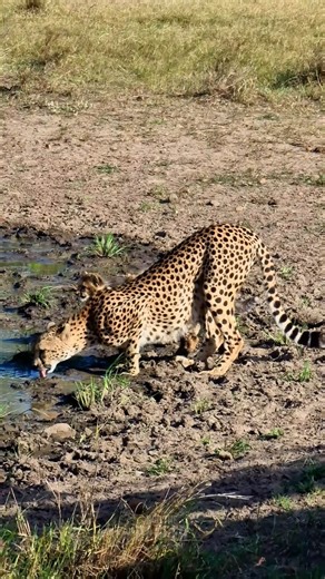 2.1M views · 10K reactions | Thirsty cheetah cubs! | Rob The Ranger Wildlife Videos | Facebook