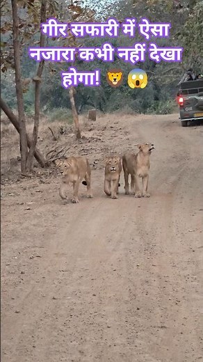 Sasan Gir Magic! #sasangir #girwildlifesanctuary