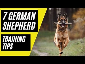 7 German Shepherd Training Tips - Best Practices for Training Your German Shepherd