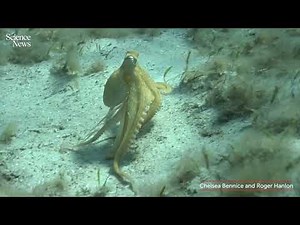Octopuses don’t use every arm the same way | Science News