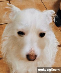 Milo on Make a GIF