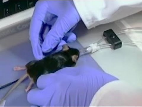 Use of a Low-Flow Digital Anesthesia System for Mice and Rats
