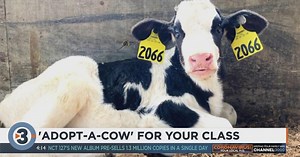 Forget the guinea pig, adopt a cow! Dairy farms across Wisconsin looking for classrooms to adopt calves