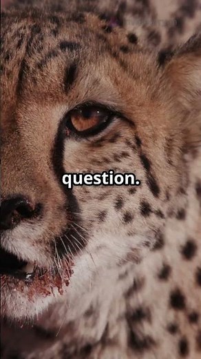 Cheetahs: The Big Cats That Purr! #cheetah #animallovers #wildlife #hiddengems #interestingfacts