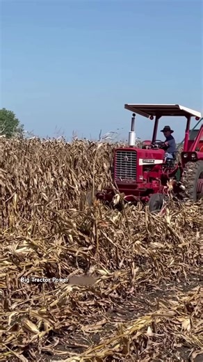 50K views · 870 reactions | INTERNATIONAL656 Tractor Harvesting Corn #bigtractorpower #tractor #agriculture #farm #farmer #farmlife #harvest | Big Tractor Power | Facebook