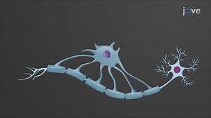 Video: Nervous Tissue: Glial Cells