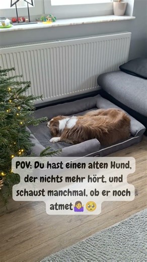 POV: Du kommst nach Hause und schaust ganz genau hin, ob dein alter Hund noch atmet