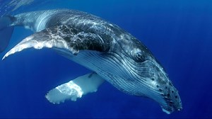 Take a deep breath and thank whale poop for freshening the air