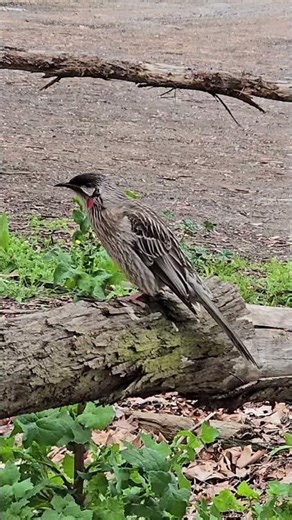 Red Wattlebird - Australia