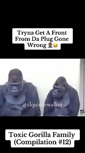 76K views · 3.7K reactions | Toxic Gorilla Family (Compilation #12) Hilariously Funny 藍#fyp #fypage #funny #voiceover #alquincewalker #toxicgorillafamily #hilarious #viralvideo #diddy #trump #explorerpage #kdot #drake | Alquince So'stupid Walker | Facebook