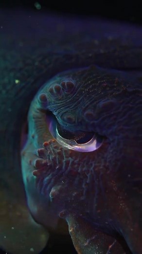 Fascinating Cuttlefish Facts: Masters of Camouflage and Intelligence