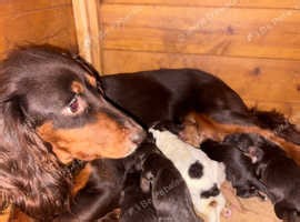 KC reg -FTCH lines - 5 generation working cocker spaniel pups - £1,600