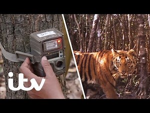 Setting Camera Traps to Monitor Tiger Numbers in India | Counting Tigers - A Survival Special