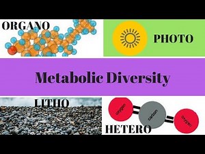 Heterotrophs, Autotrophs, Phototrophs, and Chemotrophs