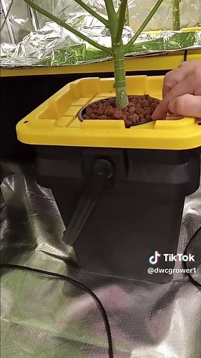 5 Gallon DWC Hydroponics System Giveaway