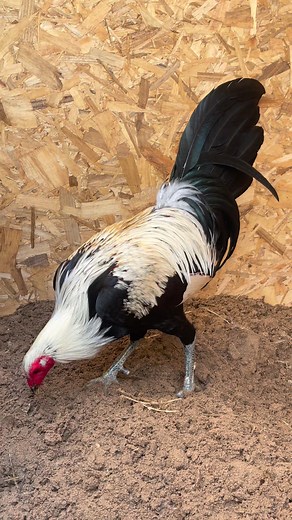 Spring Valley Farm on Reels