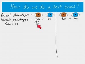 A2 Biology - Test cross