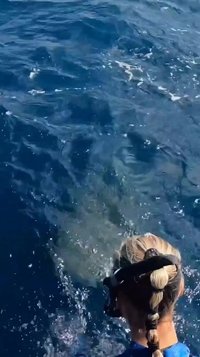 372K views · 1.2K reactions | the shark was just saying hello  #reels #shark #sharkweek #sharks #tigershark #diving #scuba #snorkeling #ocean #marinelife #wildlife #swimming | In The Know Conservation | Facebook