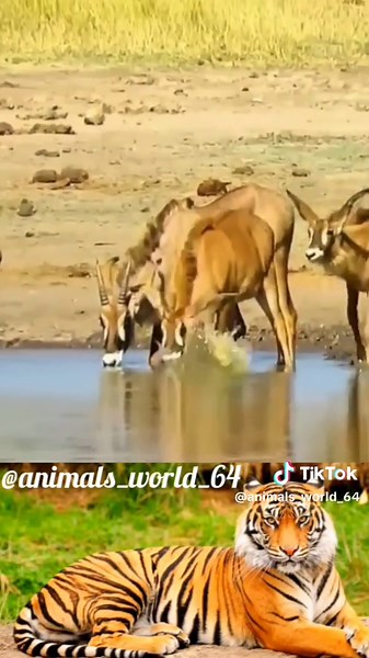 ANIMALS_WORLD_64 on TikTok