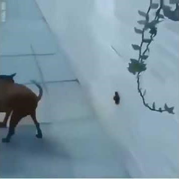 Dog Poops On Wall Bomb Has Been Planted