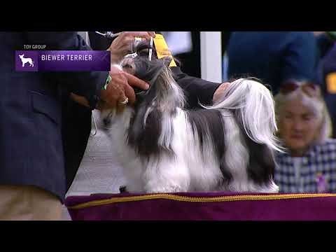 Biewer Terriers | Breed Judging 2021